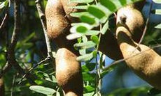 Chữa sốt do nắng nóng bằng quả me
