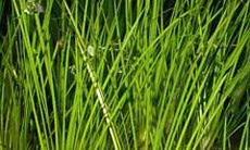 Đông y trị phong thấp ở người cao tuổi