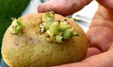 Mầm khoai tây có độc không?