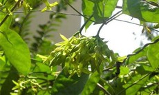 Mất ngủ dùng thiên lý