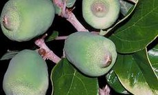 Cây trâu cổ - Vị thuốc tốt cho xương khớp