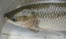 Mật cá trắm có công dụng gì?