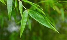 Các vị thuốc từ cây tre