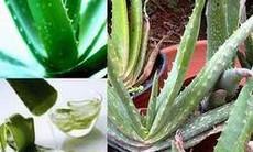 Lô hội ngâm rượu trị được thấp khớp?