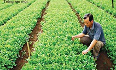 Rau mùi để phòng chữa bệnh
