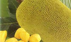 Cây mít giàu dược tính