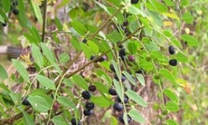 Phèn đen giảm đau, sát khuẩn