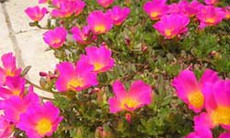 Hoa mười giờ chữa bỏng nhẹ