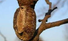 Tang phiêu tiêu bổ thận