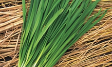 “Viagra” từ rau hẹ