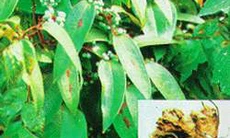 Đông y trị đau thần kinh tọa