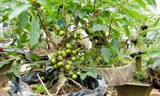 Thuốc từ lá sung vú