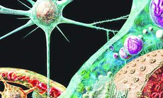 Prion gây bệnh bò điên và ứng dụng trong y học