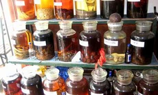 Săn thần dược “”Ông uống, bà cùng vui”: Coi chừng... “bổ ngửa”