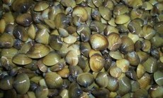 Món ăn, bài thuốc từ hến