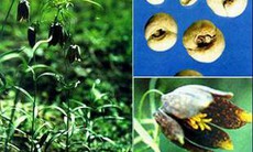 Bài thuốc trị ho có đờm