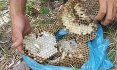 Bài thuốc đơn giản nhưng chữa liệt dương hữu hiệu
