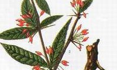 Hoàng liên - Vị thuốc tiêu viêm