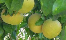 Chớ nên uống nước bưởi khi dùng thuốc