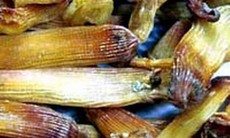 Sá sùng - Thuốc tráng dương