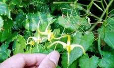 Dâm dương hoắc - Cứu cánh cho quý ông
