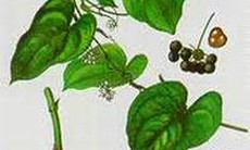 Dây kim cang chống viêm dị ứng