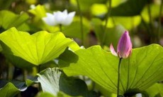 Dùng tâm sen lâu dài có được không?