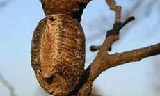 Tang phiêu tiêu - Vị thuốc quý cho hai giới
