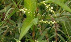 Xử lý tại chỗ bệnh thường gặp ở vùng lụt