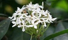 Chữa bệnh bằng cây mẫu đơn