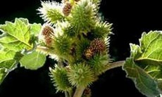 Ké đầu ngựa - Thuốc chữa bệnh ngoài da