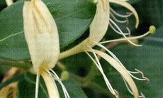 Đông y trị bệnh về da