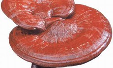 Linh chi - Vị thuốc quý