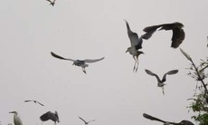 Nước mắt vườn cò...