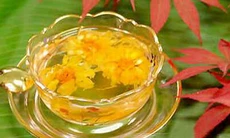 Hoa cúc làm thuốc
