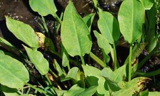 Mã đề nước chữa phù thũng