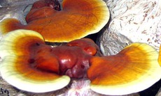 Nấm linh chi hầm gà bổ tâm khí