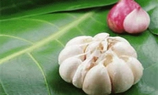 Allium, hoạt chất từ tỏi giúp điều trị viêm xương khớp hông