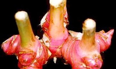 Củ riềng: Gia vị, vị thuốc