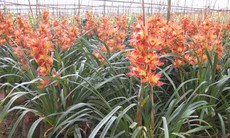 Sôi động thị trường hoa Tết Đà Lạt