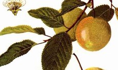 Đông y hỗ trợ điều trị bệnh tim mạch