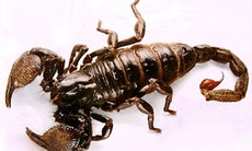 Bọ cạp trị trúng phong