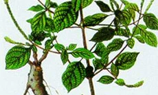 Cỏ xước lưu thông huyết