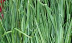 Hạt hẹ - Vị thuốc quý cho nam giới