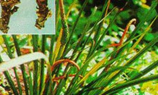 Đông y trị đau nhức xương khớp