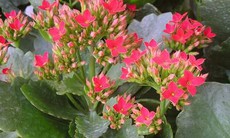 Cây sống đời chữa bỏng