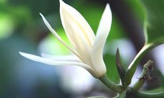 Hoa ngọc lan - Cây cảnh làm thuốc