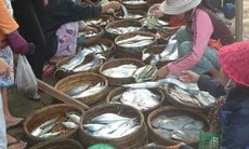 Đầu năm trúng “lộc biển”