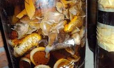 Rượu hải sâm - Thuốc quý cho cả hai giới