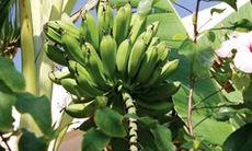 Cây chuối làm thuốc